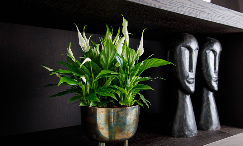 Spathiphyllum